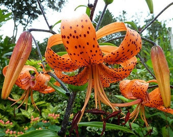 Old Fashioned Orange Tiger Lily Bulbs-- You choose amount! Free Shipping