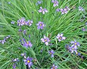 Sisyrinchium angustifolium 'Lucerne' Blue-Eyed Grass Live Plant, sold in 2.5 inch containers. You choose amount!