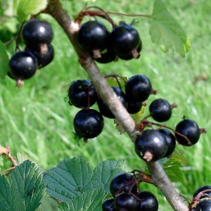 May include: Close-up of a branch laden with ripe, black currants. The berries are clustered along the brown stem, with green leaves in the background. The image highlights the natural texture and color of the fruit.