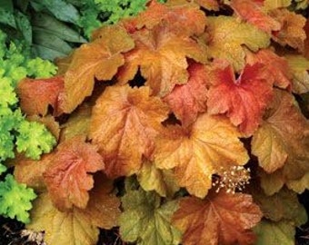 Heuchera Southern Comfort, en contenedores de 3,5 pulgadas