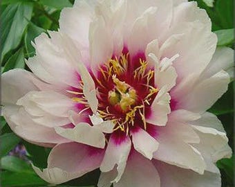 Cora Louise Itoh Peony: in Trade Two  Gallon 2-3 eye-- Great for Spring or Fall Planting!