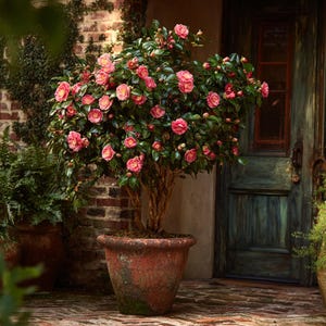May include: A potted camellia plant with vibrant pink blooms and dark green leaves. The plant is in a weathered terracotta pot, set against a brick wall and a rustic green door. The camellia is a flowering shrub.