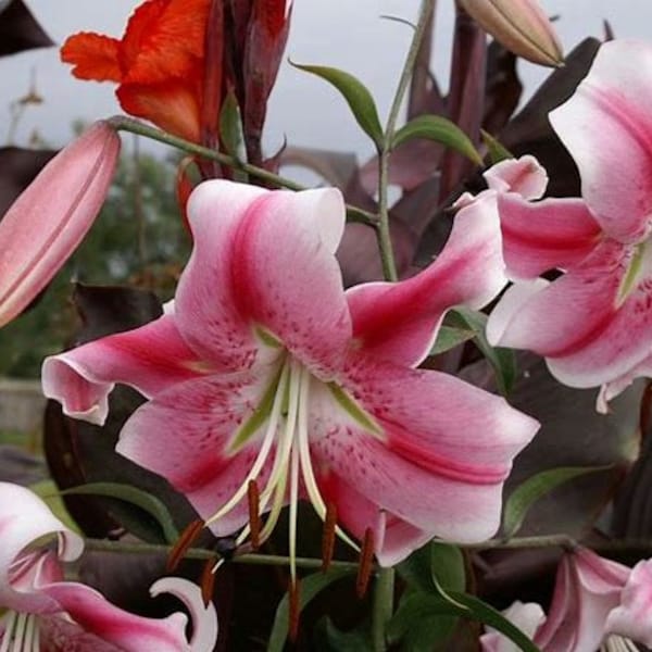 Anatasia Lily Bulbs, you choose amount!--- FREE SHIPPING. Huge Flowers!