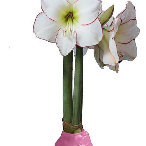 Picasso Pink Waxed Amaryllis Bulb size 32/34. Free Shipping!