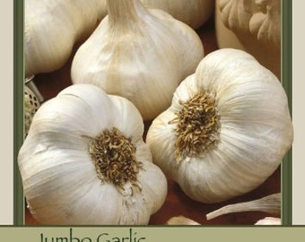 California Softneck Garlic, 6 Bulbs. Great for Fall or Spring Planting! FREE SHIPPING!!