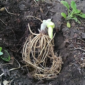 May include: A close-up of a plant with a large root system and a single white stem emerging from the soil.