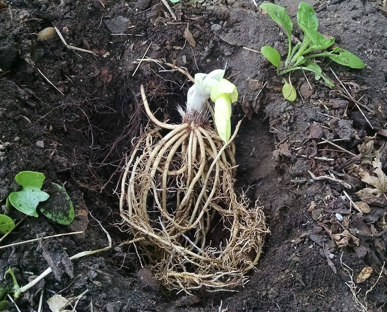 May include: A close-up of a plant with a large root system and a single white stem emerging from the soil.