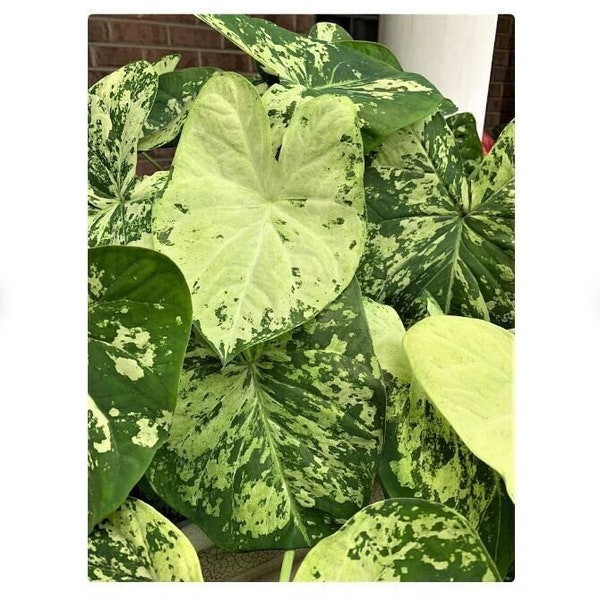 Frog in a Blender Caladium Bulbs- You Choose How Many!