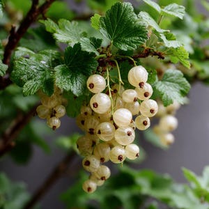 White Currant 'White Pearl' in 3.5 inch pot. Nicely rooted plant. You choose amount! Do not order in Extreme Temps, hot or cold