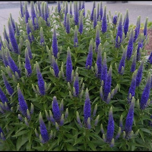 Sun Veronica ROYAL CANDLES blue flowers perennial 3.5" pots- Deer Resistant!! Attracts butterflies, hummingbirds