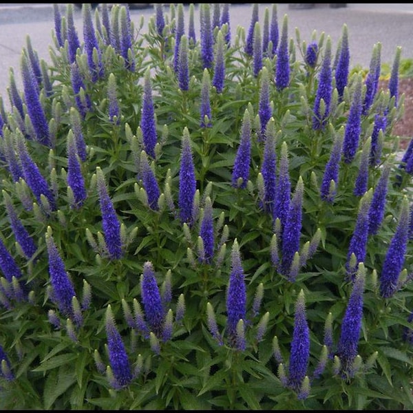 Sun Veronica ROYAL CANDLES blue flowers perennial 3.5" pots- Deer Resistant!! Attracts butterflies, hummingbirds