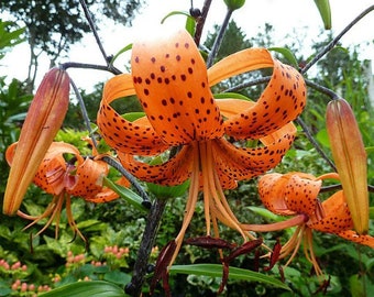 Tiger Lily 'Lancifolium' Bulbs