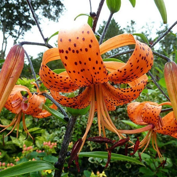 Tiger Lily 'Lancifolium' Bulbs