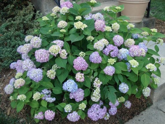 Image of Hydrangea arborescens cost