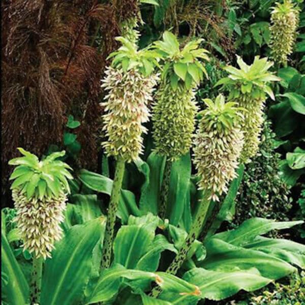 Pineapple Lily Bicolor- Eucomis Bulbs