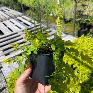 Creeping Jenny Aurea gold Lysimachia Nummularia in 3.5 inch potYou choose amount image 3