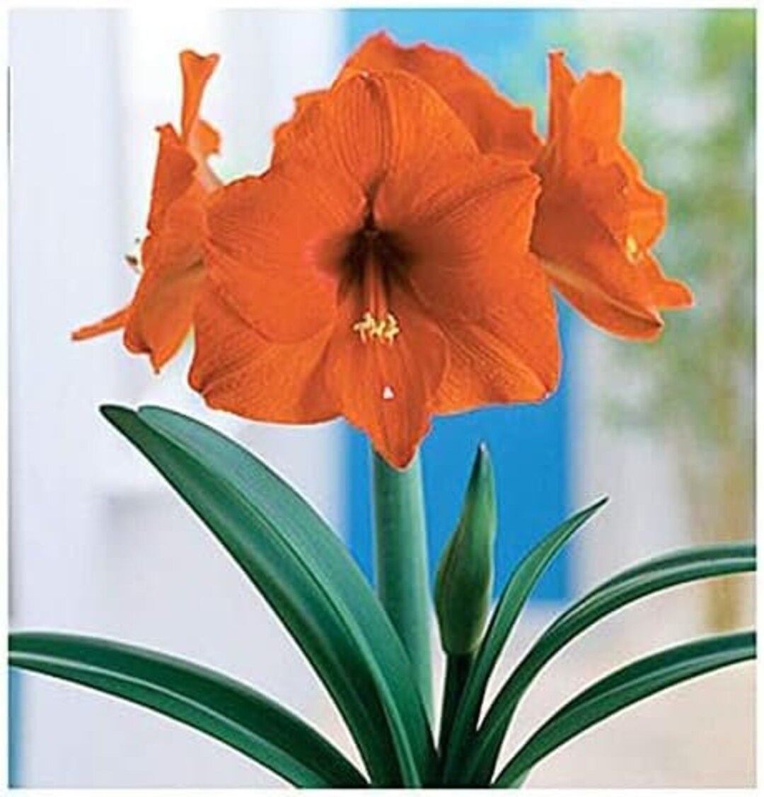 Orange Sovereign Bulb, Healthy Bulb. Great for Winter Forcing Wonderful