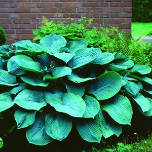 Hosta Big Blue Mixed Perennial Bare Roots, you chose amount Shade Loving Plants image 1