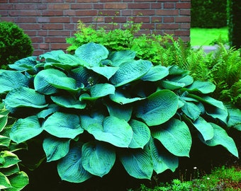 Hosta  Big Blue Mixed -Perennial Bare Roots, you chose amount! Shade Loving Plants