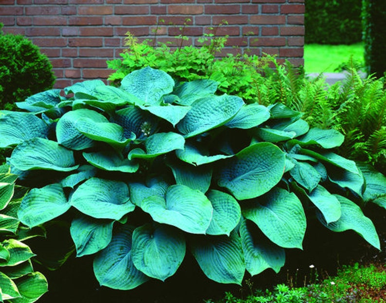 Hosta Big Blue Mixed Perennial Bare Roots, you chose amount Shade Loving Plants image 1