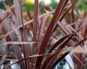 Red Star' Cordyline in 3,5 inch pot, you choose amount!