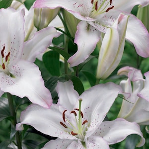 Brasilia Oriental Lily Bulbs--End of Season Bulb clearance!!!