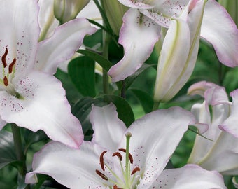 Brasilia Oriental Lily Bulbs--End of Season Bulb clearance!!!