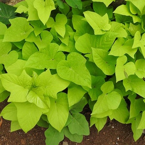 May include: A close-up of a patch of vibrant green leaves. The leaves are heart-shaped and have a smooth, glossy texture.