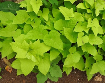 Marguerite Sweet Potato Vine, in 2.25 inch pot- Decorative Vine only, not vegetable producing. Do not order in extreme heat or cold