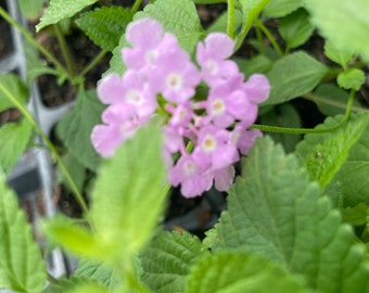 Trailing Lavender Lantana Camara Flowers-Natural Mosquito Repellant Garden-Attract Hummingbirds & Butterflies 3.5 in Pot, you choose amount