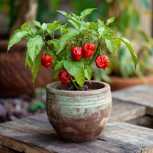 Carolina Reaper Pepper plants in 3.5 inch pots, you choose amount!