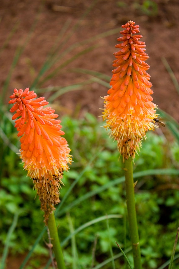 2 Bareroot Red Hot Poker/ Torch Lily/ Poker Plant/ Kniphofia - Etsy