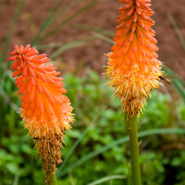 Bareroot Red Hot Poker/ torch lily/ poker plant/ kniphofia...you choose amount!