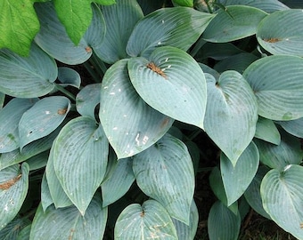 Fragrant Blue Hosta Bareroot Plants, you choose amount!