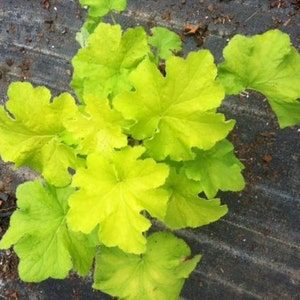 Citronella Heuchera/coral Bells in 4 inch Container