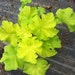 see more listings in the Heuchera section