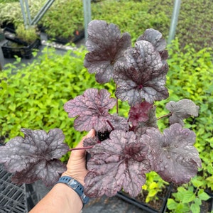 Plum Pudding Heuchera/ Coral Bells in 4 Inch PotGreat for Spring planting image 3