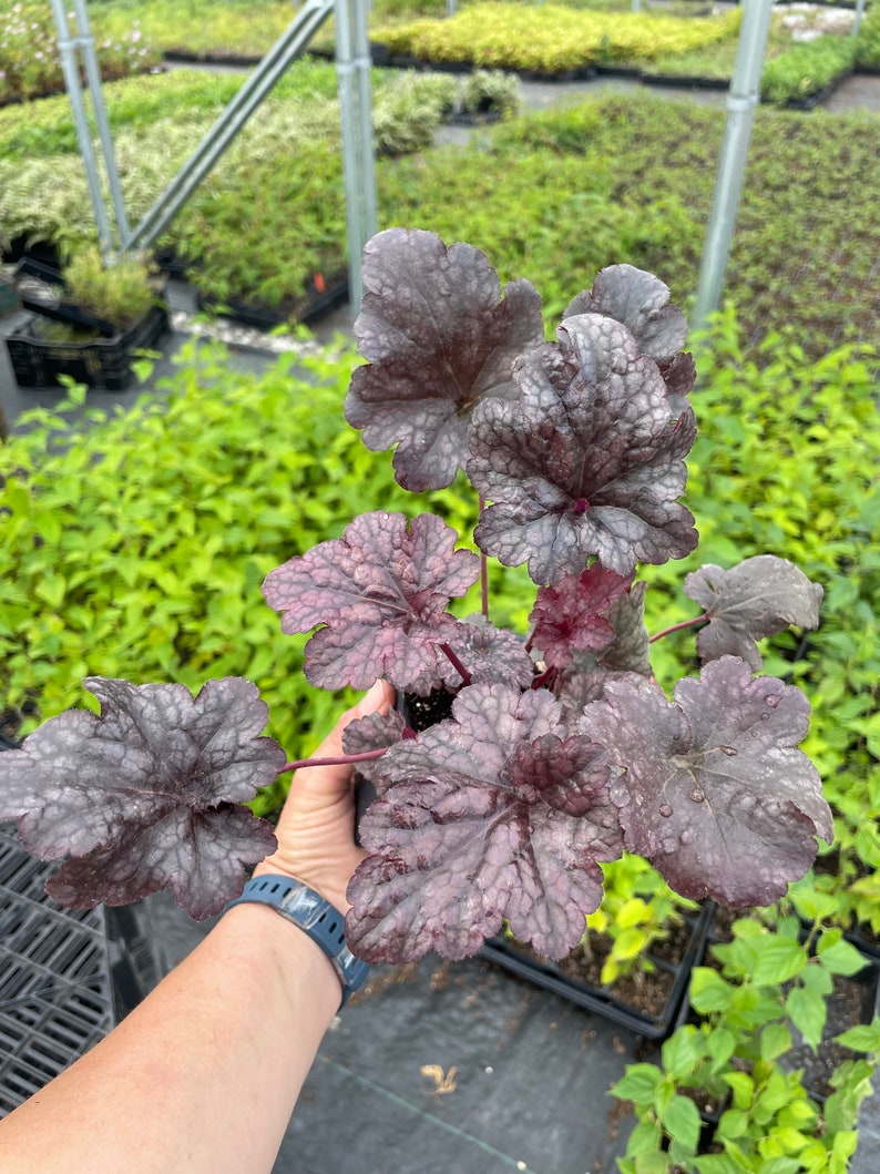 Plum Pudding Heuchera/ Coral Bells in 4 Inch PotGreat for Spring planting image 3