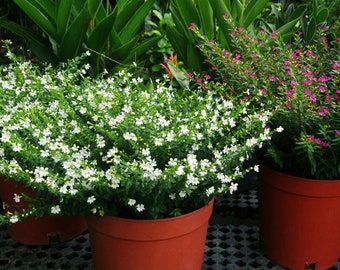 White Mexican False Heather in 4 inch pot Cuphea hyssopifolia ‘Alba' *Cold and Heat Sensitive*, you choose amount!