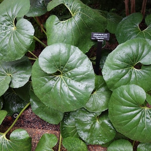 May include: A close-up of a large, green leafy plant with large, round leaves. The plant is called a Leopard Plant, and the scientific name is Farfugium japonicum.