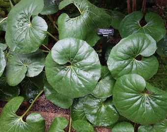 Tractor Seat Plant in a 4" Pot---Farfugium Japonicum Gigantum....you choose amount! Also know as Giant Leopard plant