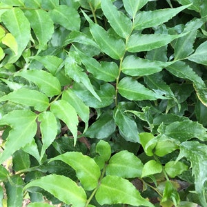 Japanese Holly Fern in 4 Inch Containers  "Cyrtomium Falcatum"