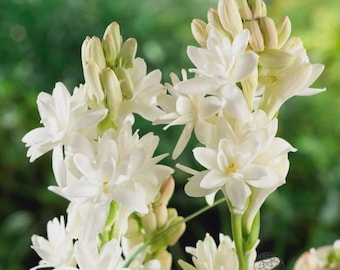 Polianthes The Pearl, Tuberorsa, Bareroot, ¡usted elige la cantidad!