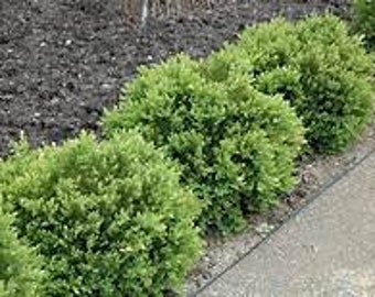 Buxus 'Green Velvet' - Boxwood - Starter Plants in 2.5 inch cups