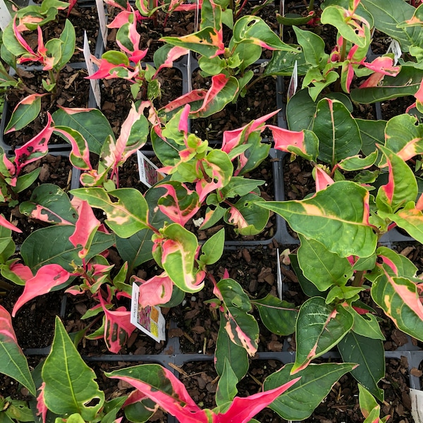 Alternanthera 'Party Time' Joseph's Coat Plants in a 4" pot--Stunning Addition To Your Spring Planters!!