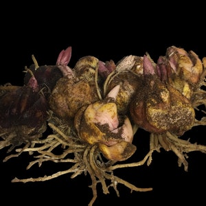 May include: Close-up of a group of brown and purple bulbs with roots and green shoots. The bulbs are clustered together and have a rough, textured surface.