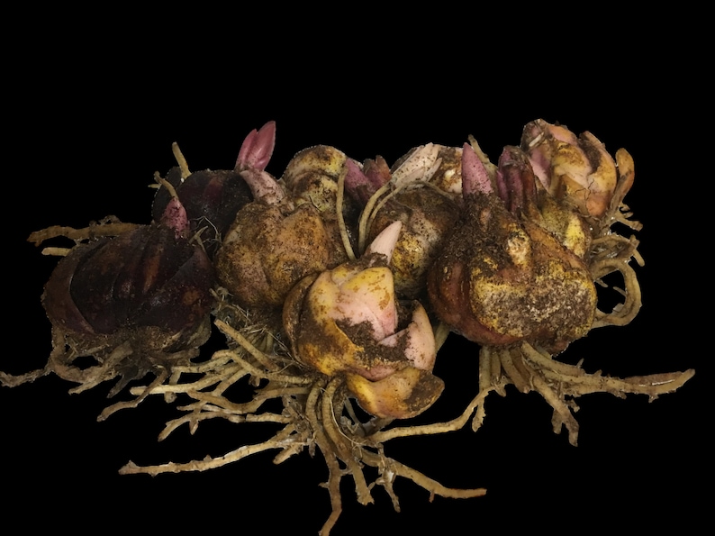 May include: Close-up of a group of brown and purple bulbs with roots and green shoots. The bulbs are clustered together and have a rough, textured surface.
