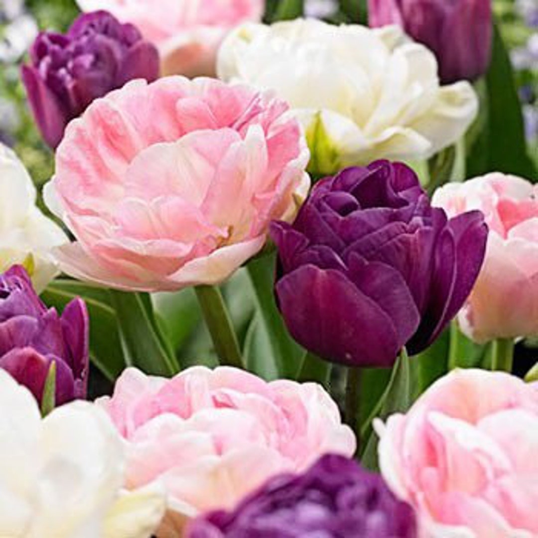 Double Late Mixture Tulip Bulbs - Tulipa Double Late