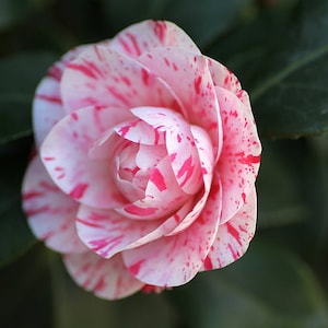 La Peppermint Camellia in 4 inch pot *Cold and Heat Sensitive* Cannot Ship Out of the USA, free shipping, you choose amount!