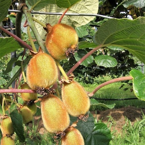 May include: Close-up of a kiwi fruit plant with several ripe kiwis. The kiwis are oval-shaped, covered in a fuzzy, brown skin, and have a yellowish-brown hue. The plant has large green leaves and reddish-brown stems.